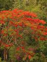 Weve seen these amazing blossoming trees all across northern Thailand and have found ourselves stopping and staring every time.